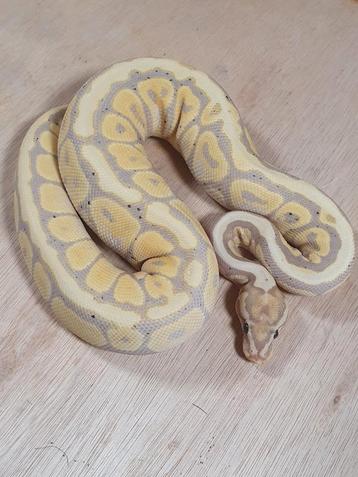 Python regius vrouw (inruil mogelijk) beschikbaar voor biedingen