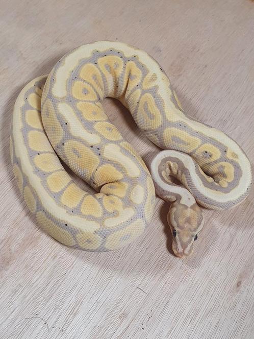Python regius vrouw (inruil mogelijk), Dieren en Toebehoren, Reptielen en Amfibieën, Slang