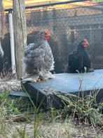 Cochin kriel hanen geboren 16-5-2025, Dieren en Toebehoren, Pluimvee, Mannelijk, Kip
