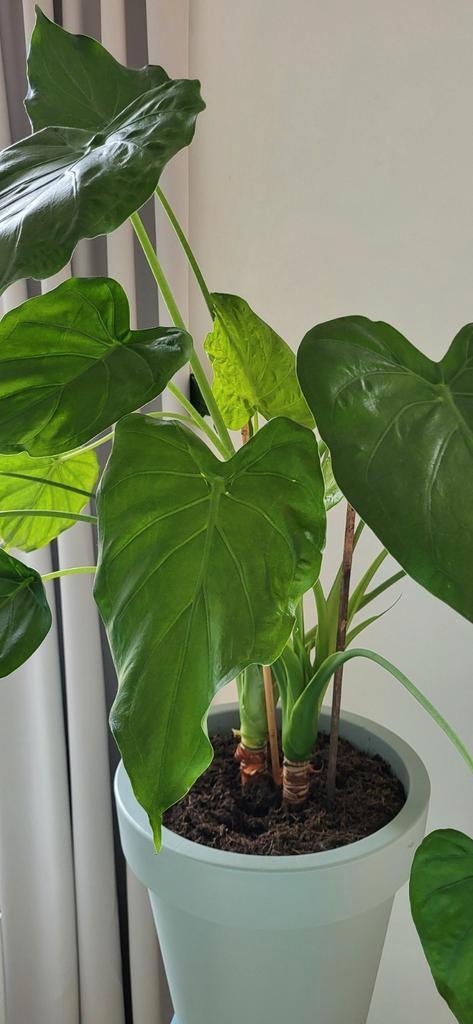 Mooie grote Olifantsoor, Tuin en Terras, Planten | Fruitbomen, Minder dan 100 cm, Zomer, Ophalen