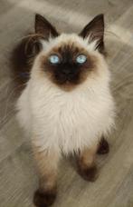 Siberische katertje Beschikbaar, Dieren en Toebehoren, Katten en Kittens | Raskatten | Langhaar, Poes, Gechipt, 0 tot 2 jaar