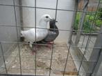 Vliegduiven koppels geringde en niet geringde, Dieren en Toebehoren, Meerdere dieren, Overige soorten