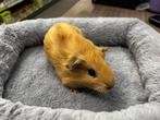Jonge cavia’s, Dieren en Toebehoren, Knaagdieren, Cavia, Mannelijk, Tam, September