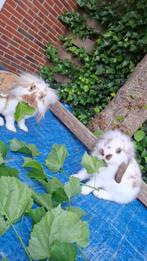 Konijntjes te koop, Dieren en Toebehoren, Konijnen, Mannelijk, 0 tot 2 jaar