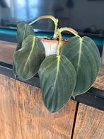 Philodendron gigas, Huis en Inrichting, Kamerplanten, Ophalen, Halfschaduw, Minder dan 100 cm