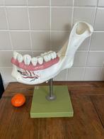 Anatomisch model  onderkaak, Ophalen of Verzenden