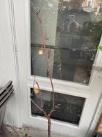 Pruimenboom 'Opal' in pot, Ophalen, Lente, Volle zon, In pot