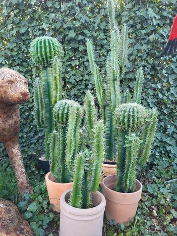 5 cactussen in potten beschikbaar voor biedingen