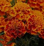 Zaden lage afrikaantjes biologisch, Tuin en Terras, Ophalen of Verzenden, Volle zon