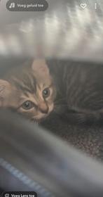 Kitten, Dieren en Toebehoren, Poes, Ontwormd, 0 tot 2 jaar