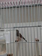 Edelzangers te koop, Dieren en Toebehoren, Vogels | Overige Vogels, Meerdere dieren, Geringd