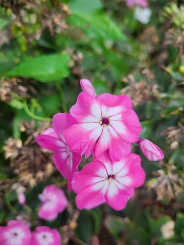 Zaden Phlox roze met wit beschikbaar voor biedingen