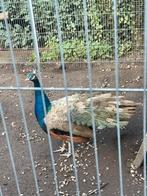 Te koop bieden pauwen en fazanten, Meerdere dieren, Overige soorten