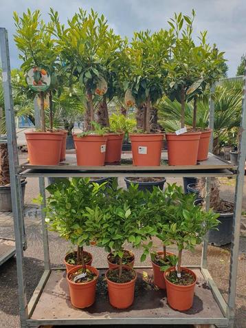 Aanbieding citrus boompjes 50%korting  beschikbaar voor biedingen