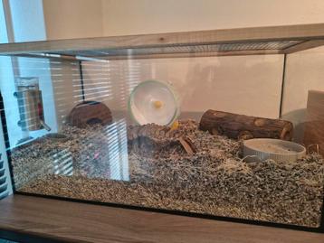 Hamsterhok, terrarium, glazen bak, hamster gerbil beschikbaar voor biedingen
