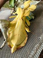 Phyllium letiranti tataba wandelend blad eitjes, Wandelende tak