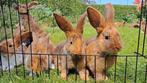 Tamme, aanhankelijke jonge konijnen (middelgroot), Meerdere dieren, Middelgroot, 0 tot 2 jaar