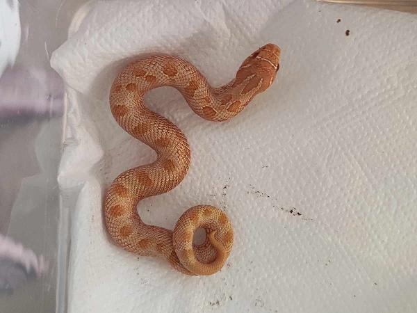 Haakneusslang albinoconda