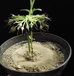 Caudex plant Brachystelma Sp. Nova potmaat 10,5 cm pot., Overige soorten, In pot, Minder dan 100 cm, Bloeiende kamerplant