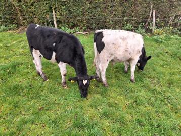 Stierkalveren te koop beschikbaar voor biedingen