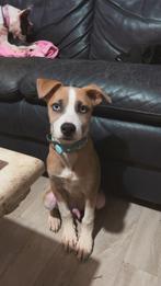 Pups te koop, Dieren en Toebehoren, Rabiës (hondsdolheid), 15 weken tot 1 jaar, Reu, Eén hond