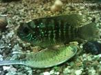 Koppel Aequidens pulcher  /Blauwe Acara, Dieren en Toebehoren, Vis