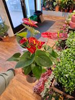 Anthurium (rood), Overige soorten, In pot, Minder dan 100 cm, Bloeiende kamerplant