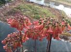Kalanchoe Lloret dM bio kamerplanten met prachtige bloesem, Huis en Inrichting, Overige soorten, Ophalen of Verzenden, In pot