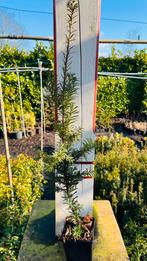 Taxus in potten, Tuin en Terras, Volle zon, Vaste plant, Bloeit niet, Ophalen
