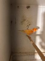 Mooie rode kanaries, Dieren en Toebehoren, Vogels | Kanaries, Meerdere dieren, Kleurkanarie