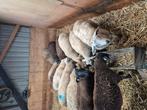 Rammen, Dieren en Toebehoren, Schapen, Geiten en Varkens