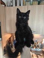 Maine Coon x Noorse boskat kitten (Zwart), Dieren en Toebehoren, Kater, Langharig, 0 tot 2 jaar