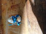 Schleich smurf  Engel, Ophalen of Verzenden, Zo goed als nieuw, Overige Smurfen