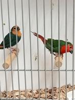 Mooi koppel papegaai amedine, Meerdere dieren, Tropenvogel