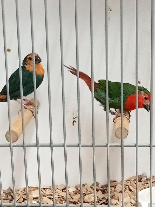 Mooi koppel papegaai amedine, Dieren en Toebehoren, Vogels | Overige Vogels, Tropenvogel, Meerdere dieren