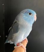 Tamme forpus man., Dieren en Toebehoren, Vogels | Parkieten en Papegaaien, Mannelijk, Dwergpapegaai of Agapornis, Tam