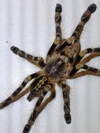 Vogelpin, Caribena versicolor, Poecilotheria , Avicularia, Dieren en Toebehoren, Insecten en Spinnen, Spin of Schorpioen