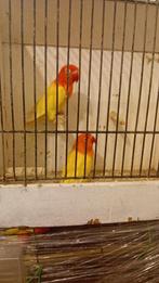 Kweekoppel lutino opaline, Dieren en Toebehoren, Vogels | Kanaries, Meerdere dieren, Kleurkanarie