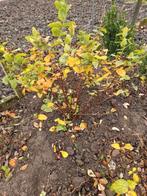 Hypericum, Ophalen, Overige soorten, Volle zon