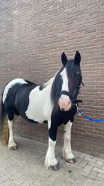 Lieve Tinker merrie, Dieren en Toebehoren, Pony's, Merrie, Recreatiepony