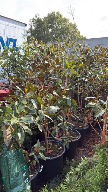 Magnolia little jenn hoog 150/170 iets wild stunt 39,50 beschikbaar voor biedingen