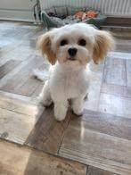 Maltipoo teefje, Rabiës (hondsdolheid), 15 weken tot 1 jaar, Overige rassen, Teef
