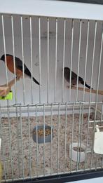 Te koop aangeboden noorse grote goudvink groot van formaat, Meerdere dieren, Tropenvogel