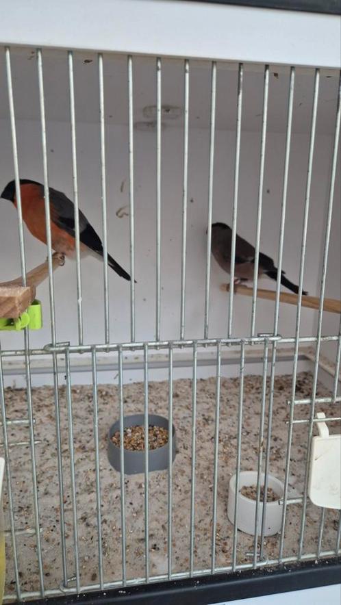 Te koop aangeboden noorse grote goudvink groot van formaat, Dieren en Toebehoren, Vogels | Overige Vogels, Tropenvogel, Meerdere dieren