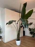 Grote Strelitzia Nicolai (Paradijsvogelplant) met Pot, Vaste plant, Bloeit niet, Halfschaduw, Ophalen