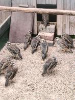 Te koop chukar patrijzen, Dieren en Toebehoren, Pluimvee, Meerdere dieren, Overige soorten