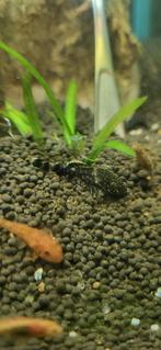 Zwarte Ancistrus / black bristlenose pleco / algeneter, Zoetwatervis, Vis