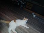 Luna, Poes, 0 tot 2 jaar