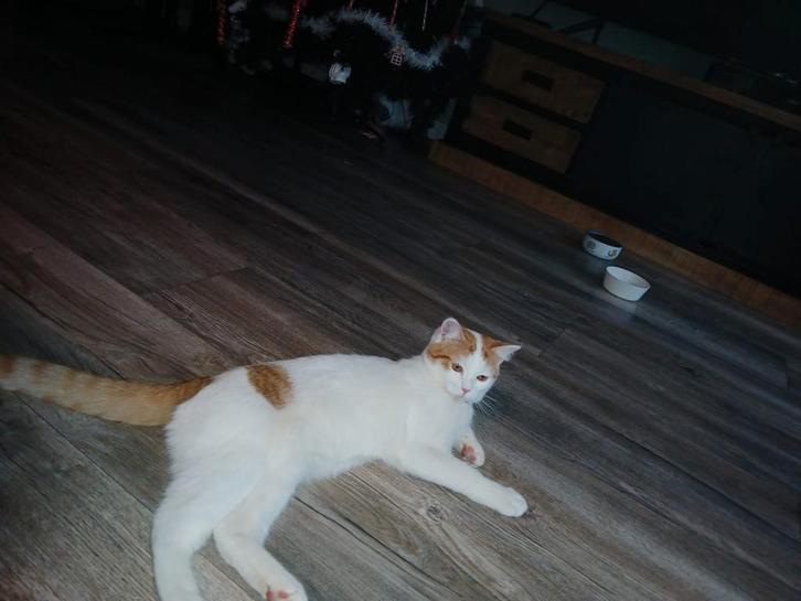 Luna, Dieren en Toebehoren, Katten en Kittens | Overige Katten, Poes, 0 tot 2 jaar