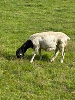 Tk 2 Dorper ooien met 2 lammeren, Meerdere dieren, Schaap